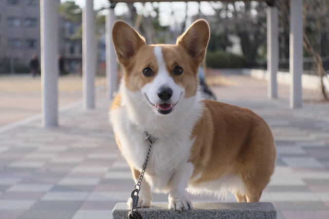 welsh corgi