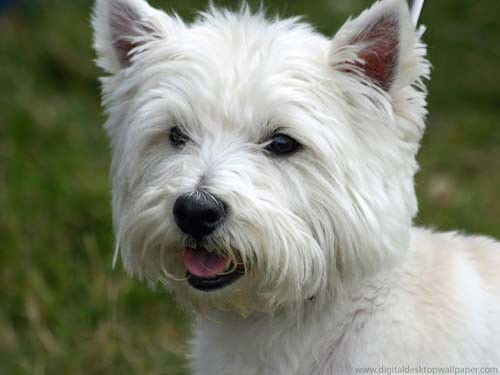 westie cane