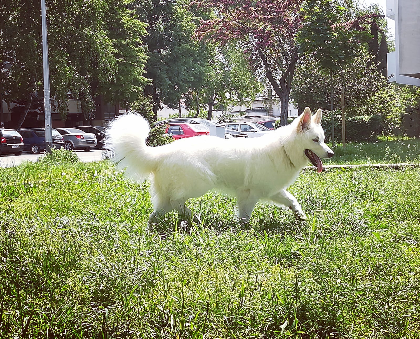 white swiss shepherd for sale