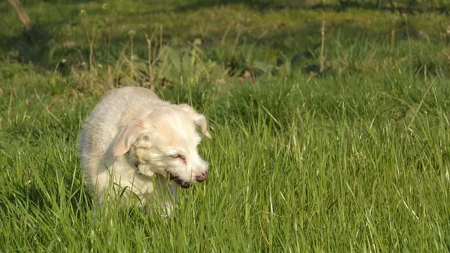 perro en pasto