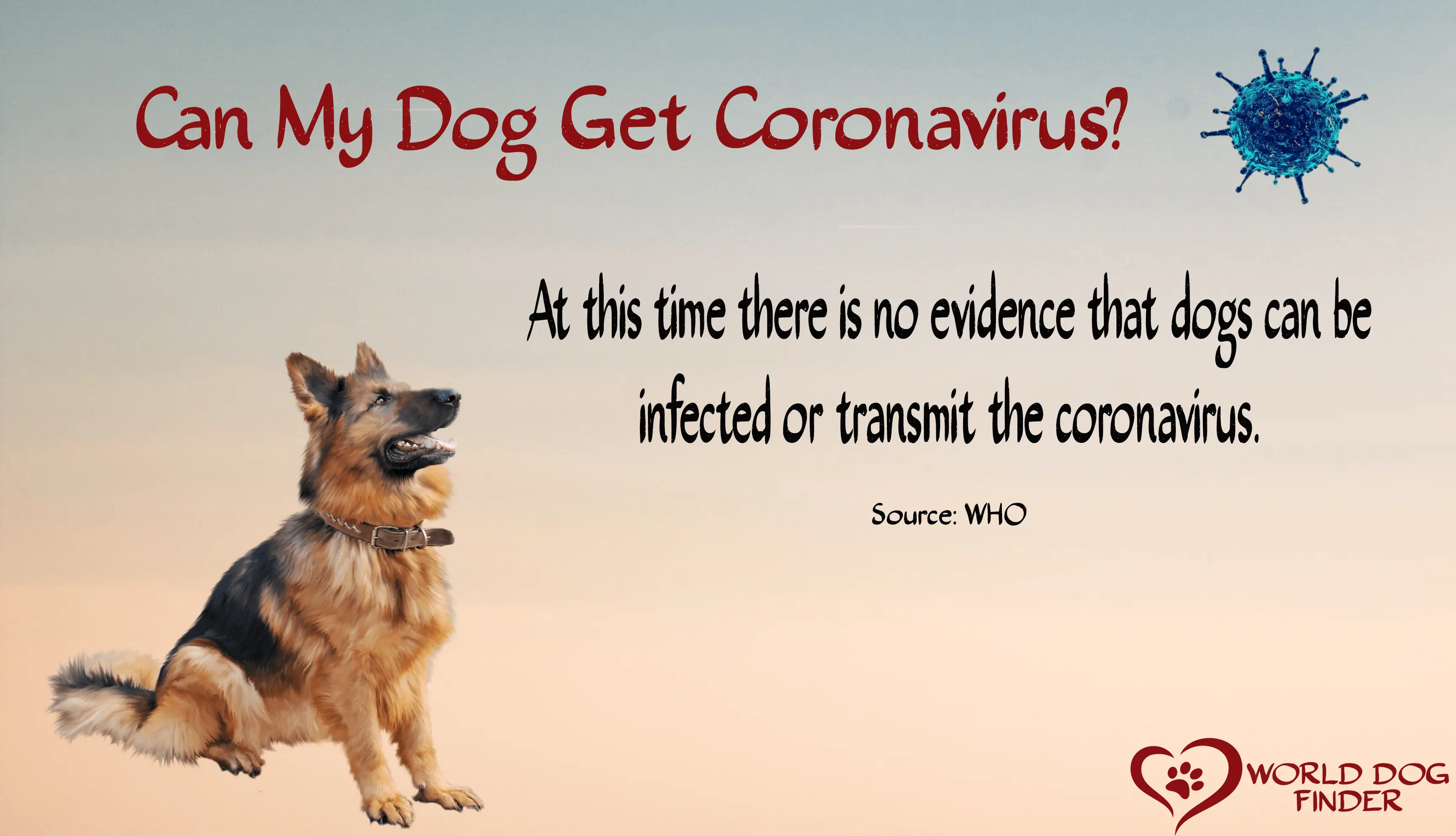 coronavirus and dogs