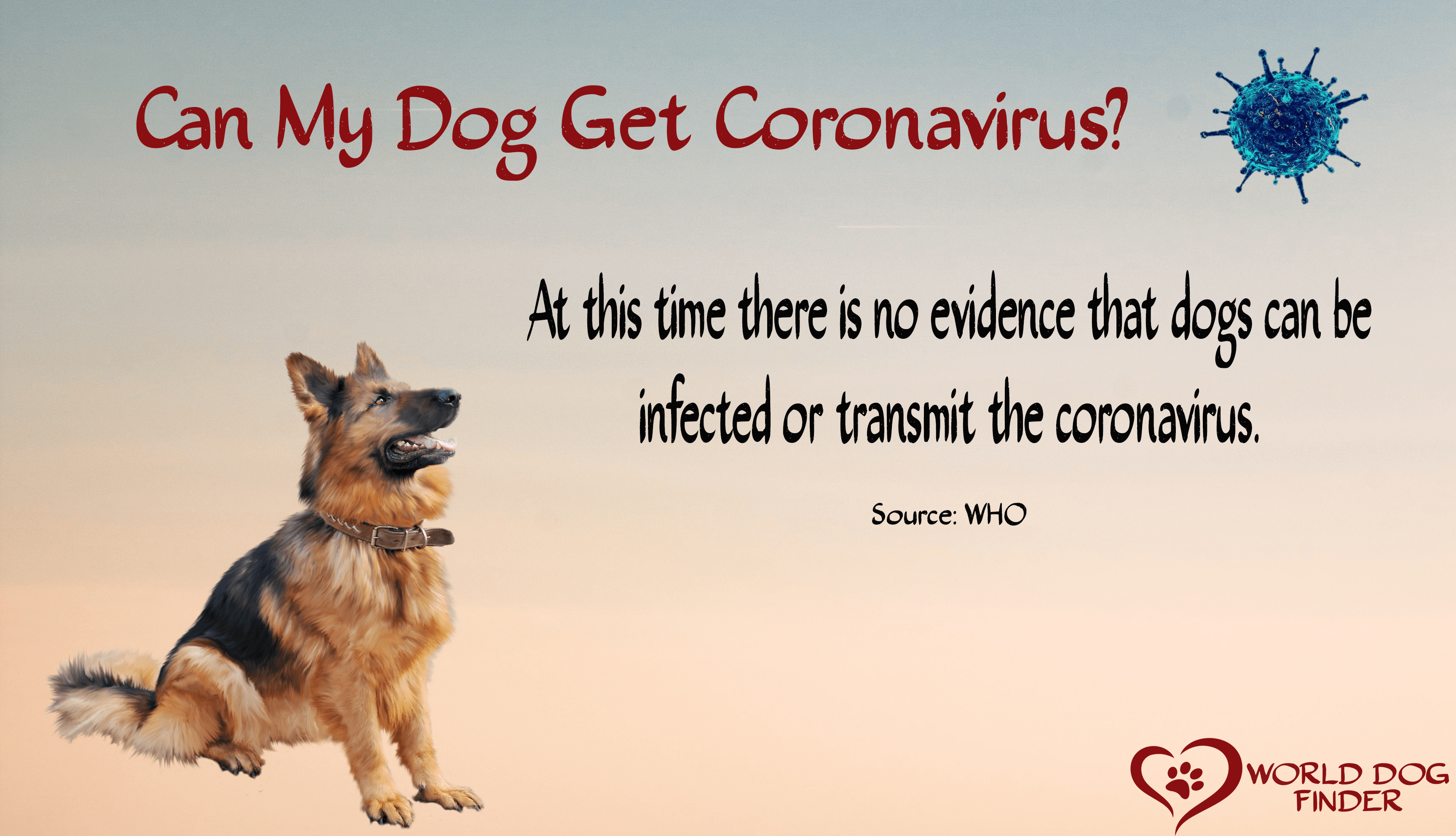 Can Dogs Get The Coronavirus?