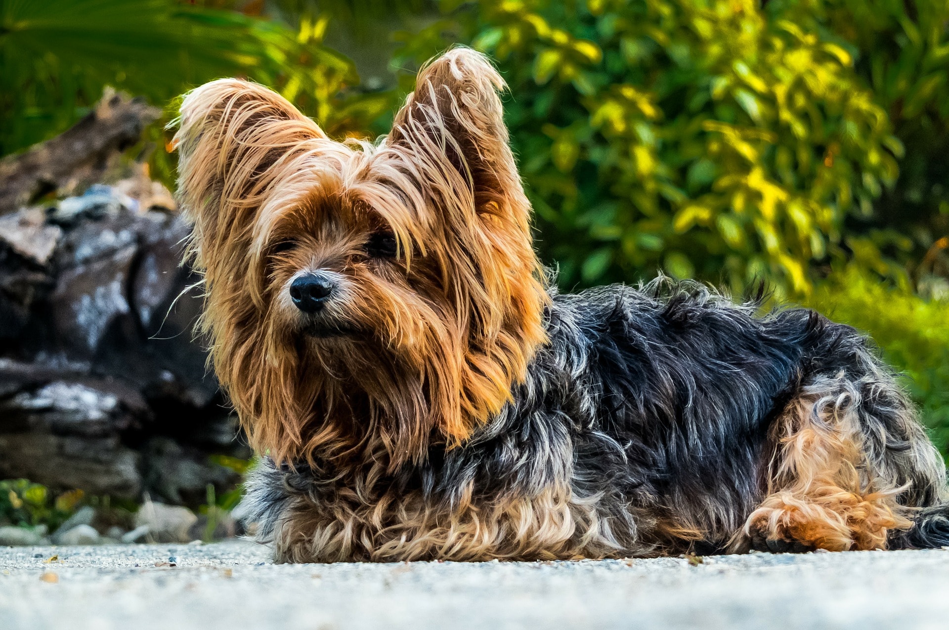 yorkie terrier