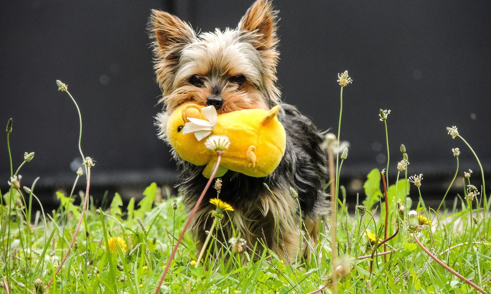 yorkie with a toy