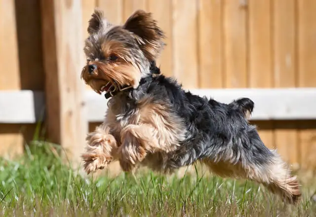 yorkshire terrier running