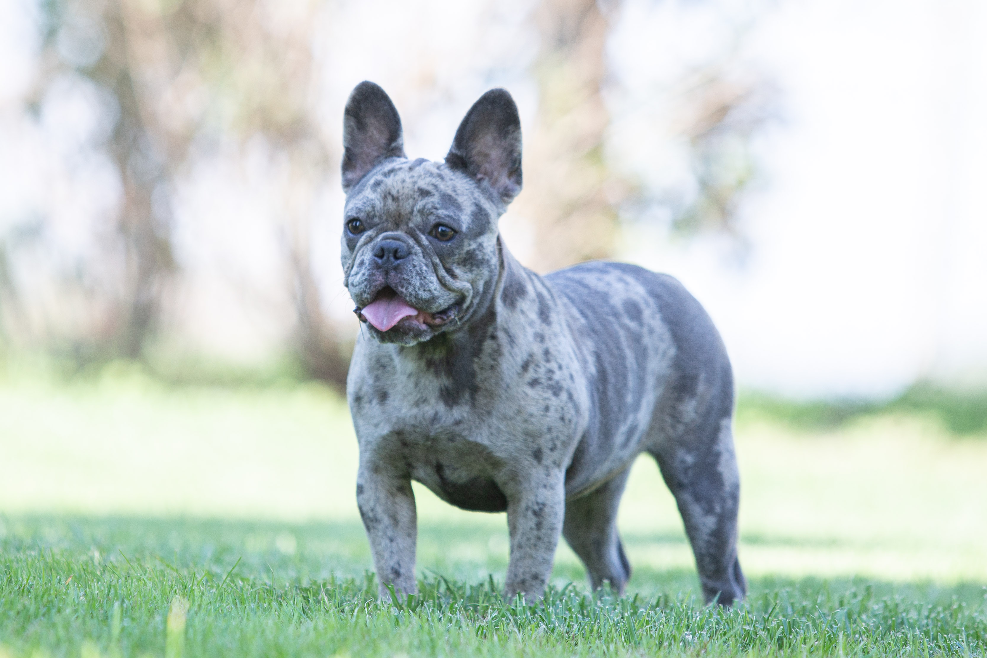 Besson Dog Bess