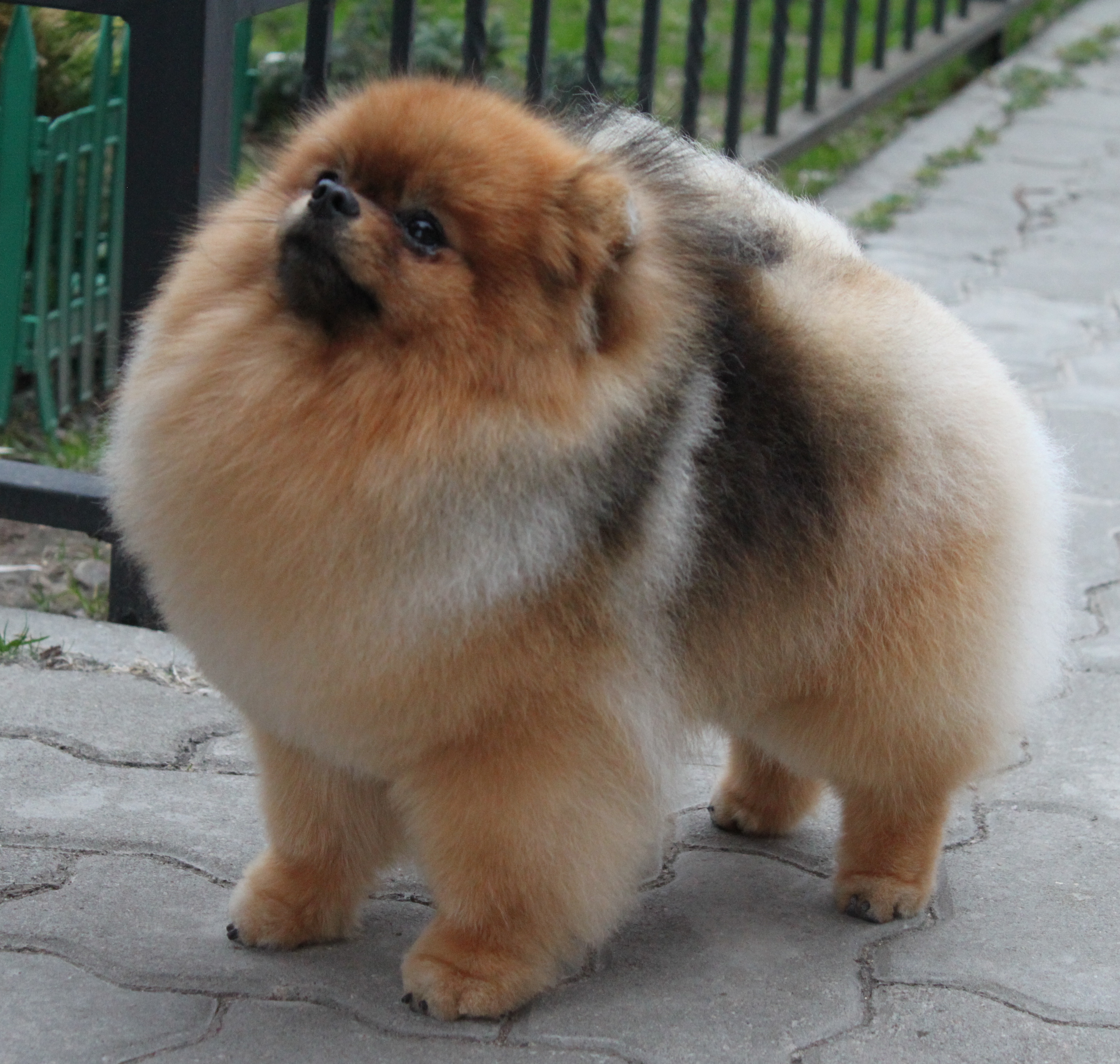 Неаполитанский шпиц