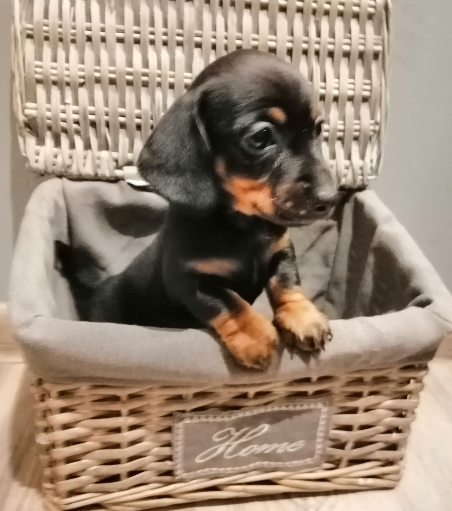 Rabbit Dachshund smoothhaired