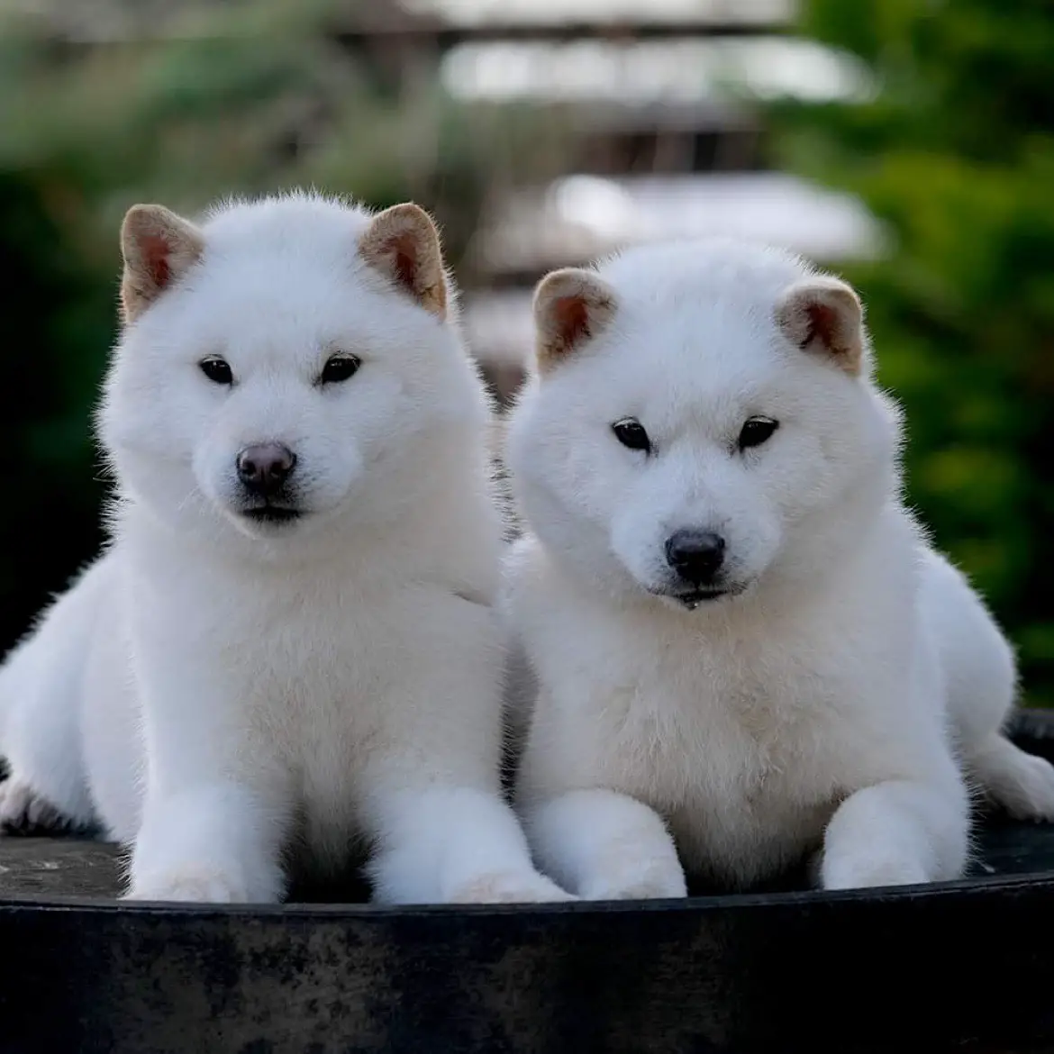 Милашка из хоккайдо персонажи. Хоккайдо (порода собак). Японская собака Хоккайдо. Хоккайдо Кен собака. Хоккайдо белый щенок.