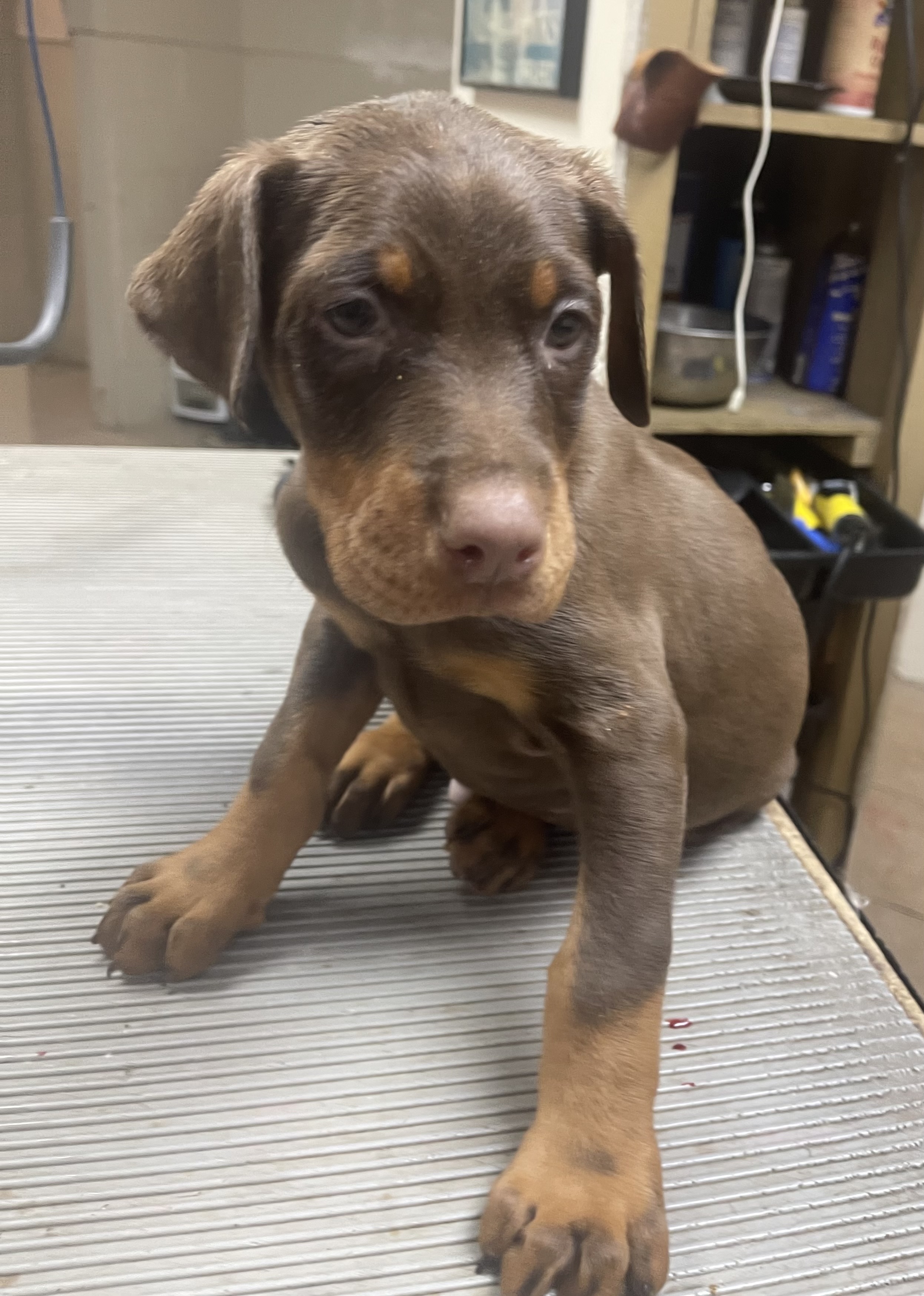 Red Rover Sbc Dog Rover