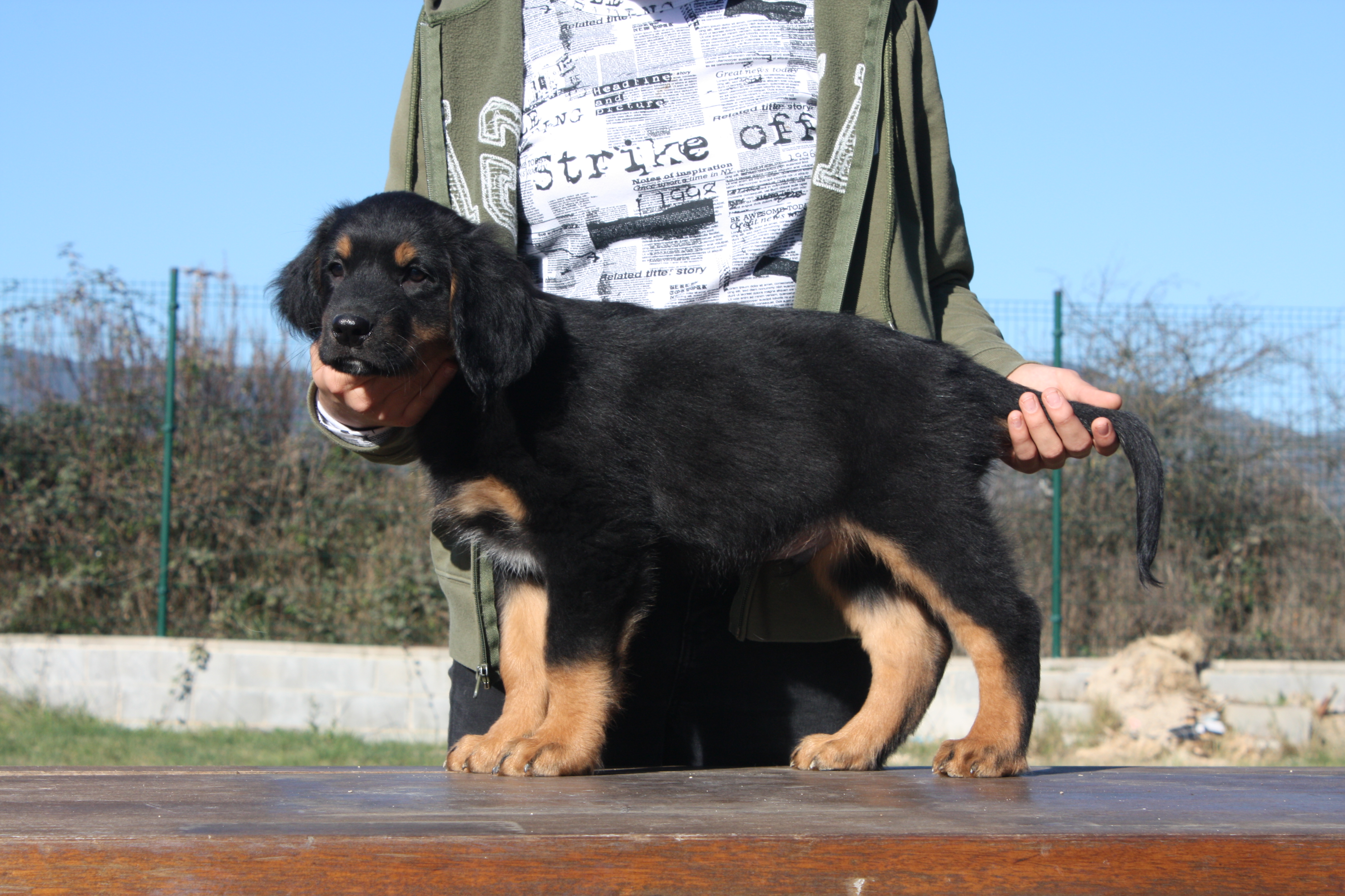 Aramis