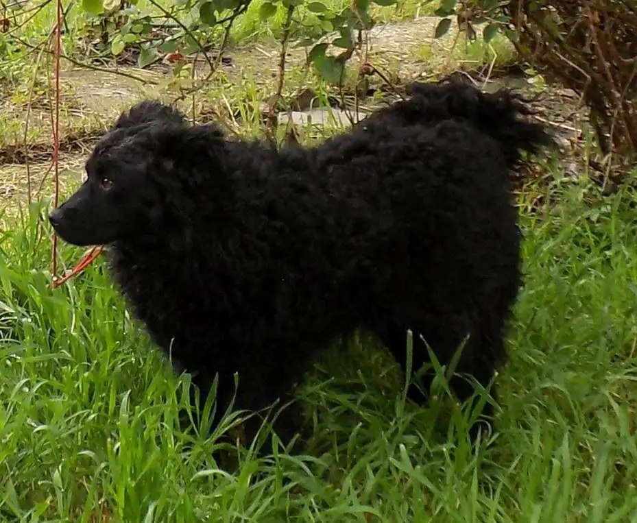 Koko