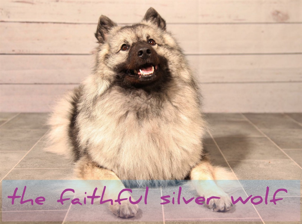 The Faithful Silver Wolf Dog Breeder