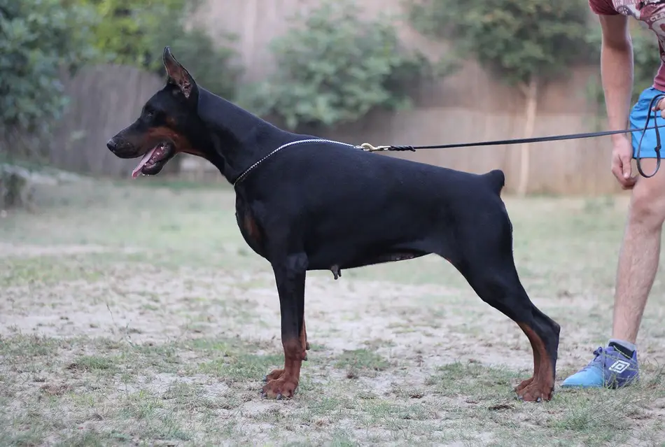 Maxim di altobello sales dobermann