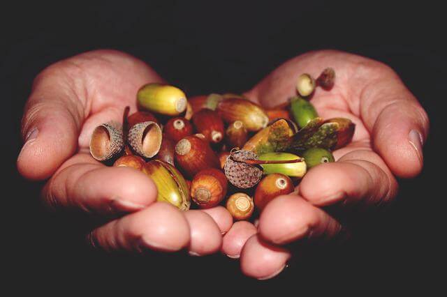 acorns in hand