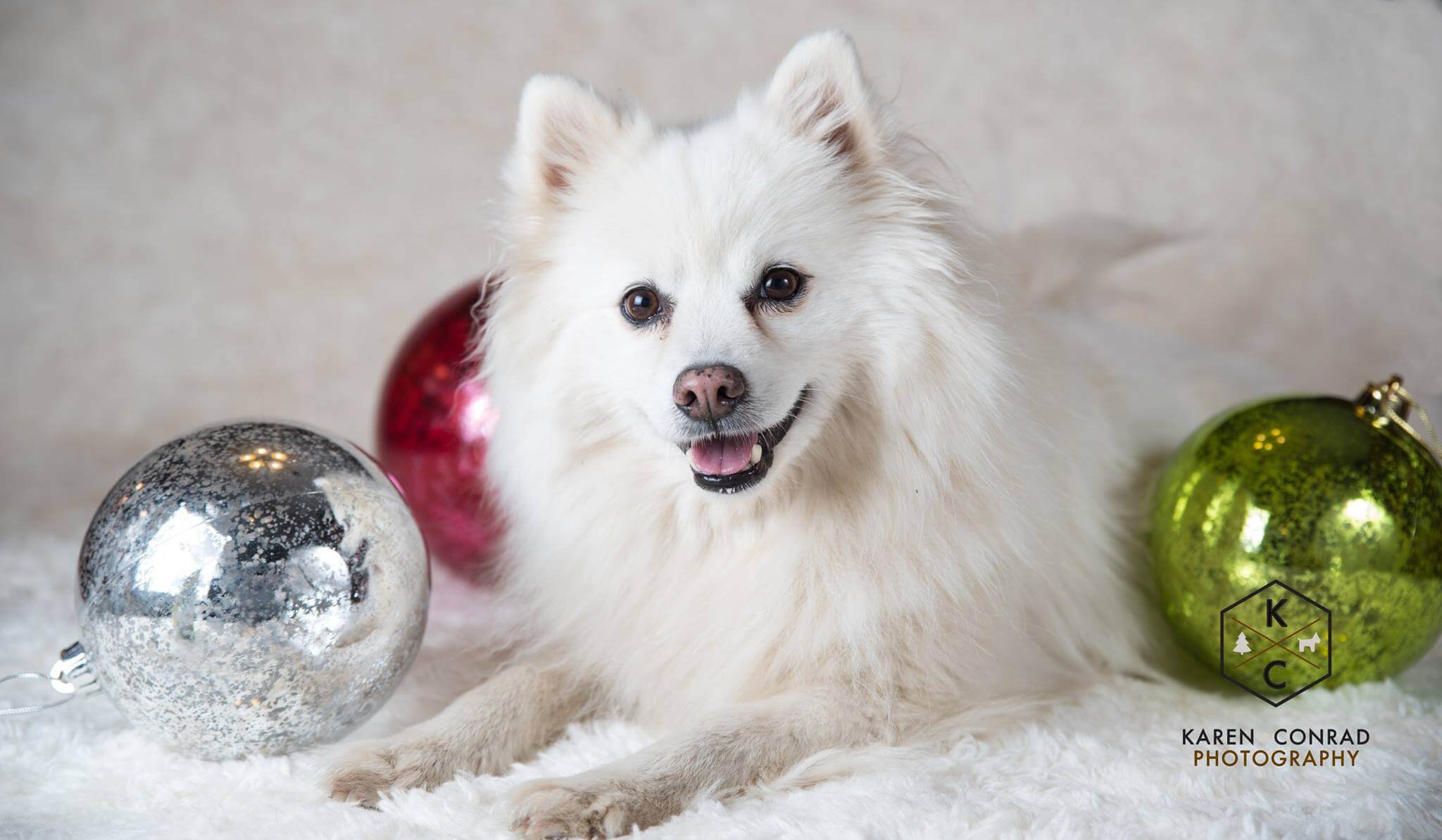 adult american eskimo dog