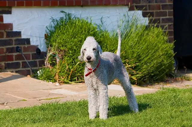 odrasli bedlington terijer