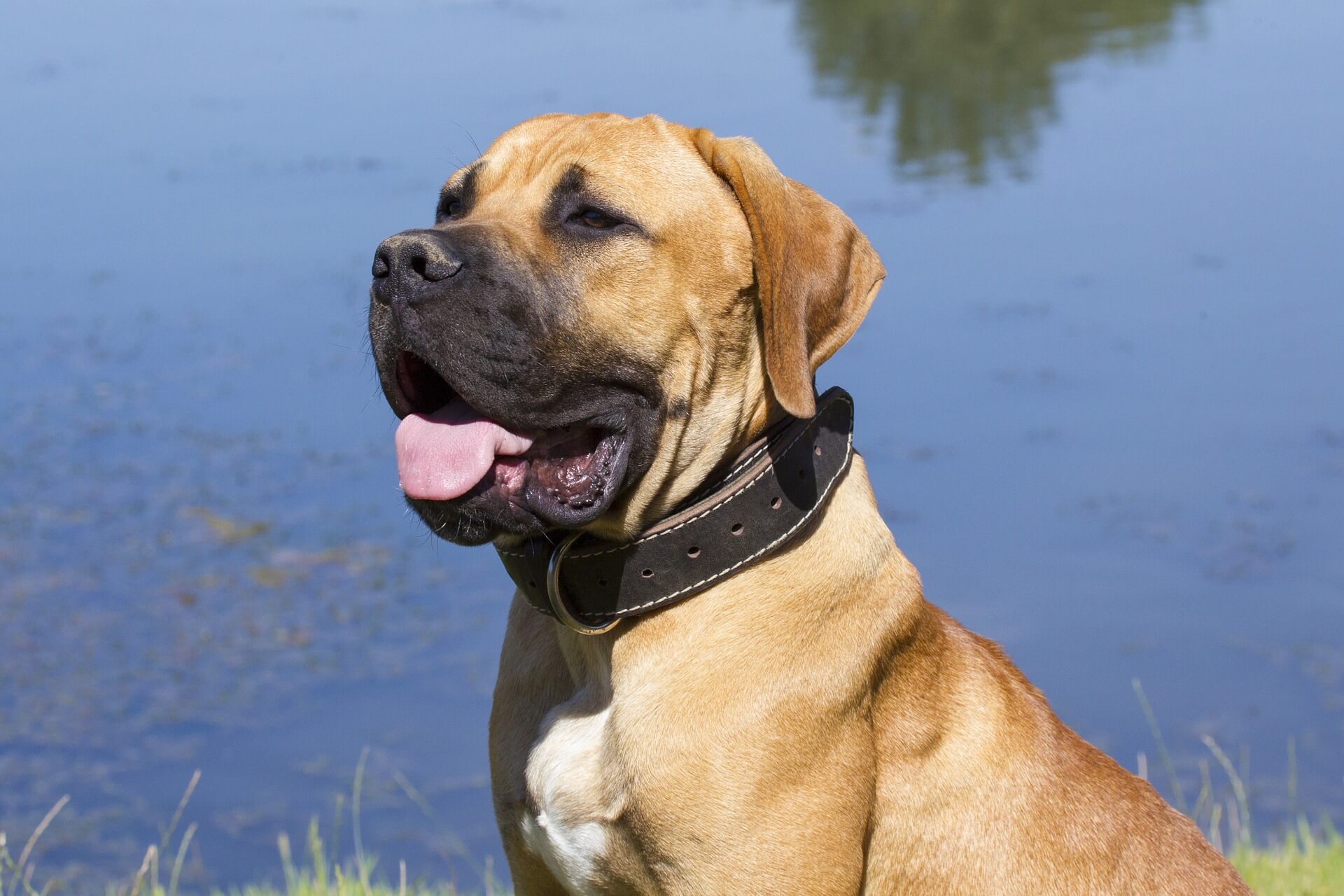 adult boerboel