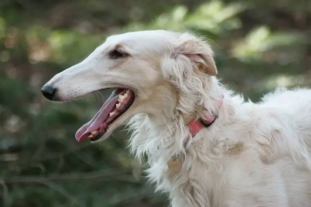 borzoi