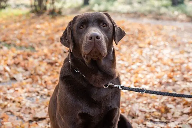 adult chocolate lab