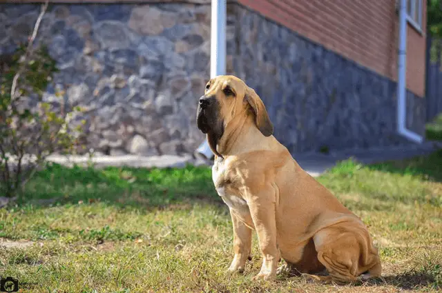 adulto fila brasileiro