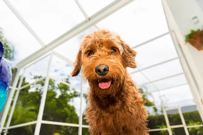 adult goldendoodle