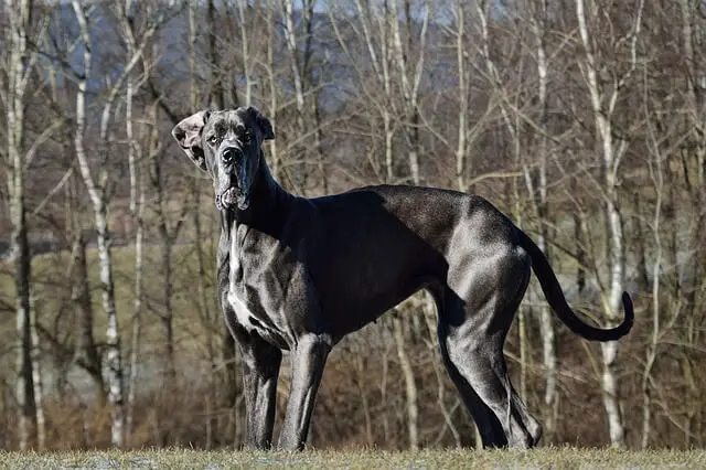 adult great dane