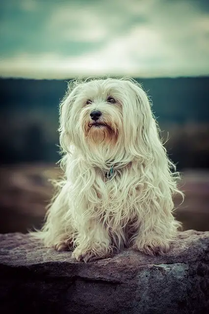 adult havanese