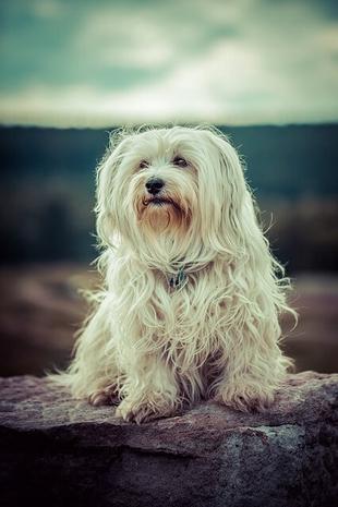 are havanese difficult to housebreak