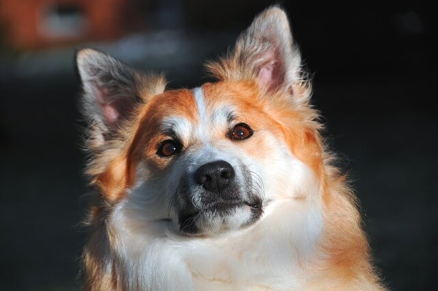 adult icelandic sheepdog