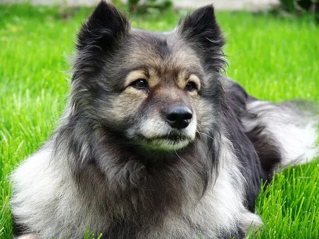 adult keeshond