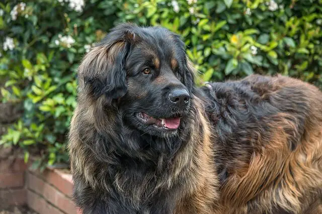 odrasli leonberger