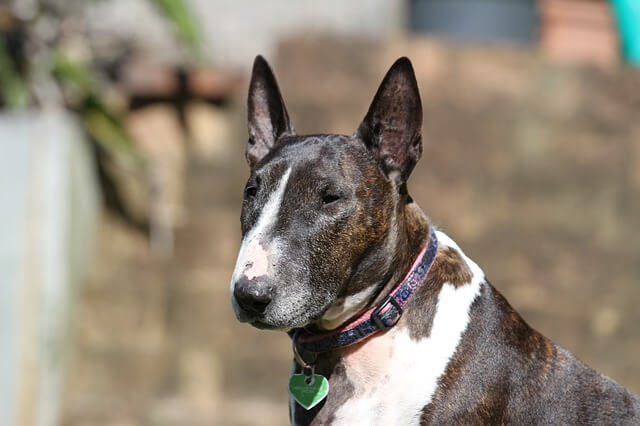 Bull Terrier Inglese miniatura