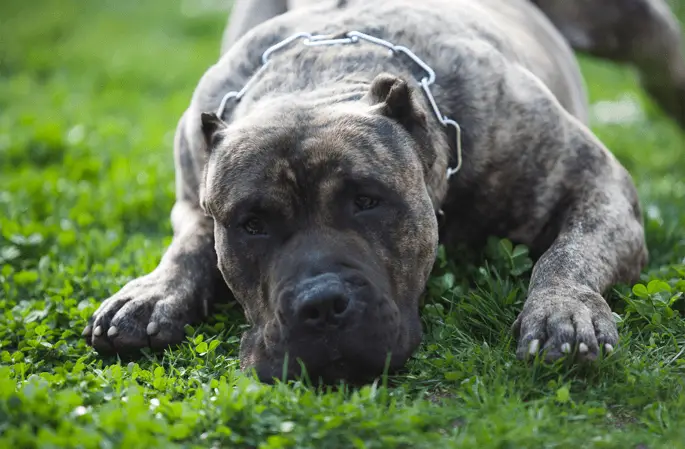 adult presa canario laying