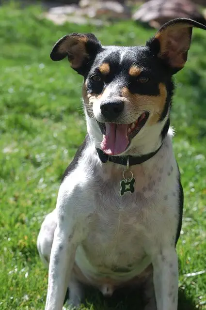 adult rat terrier