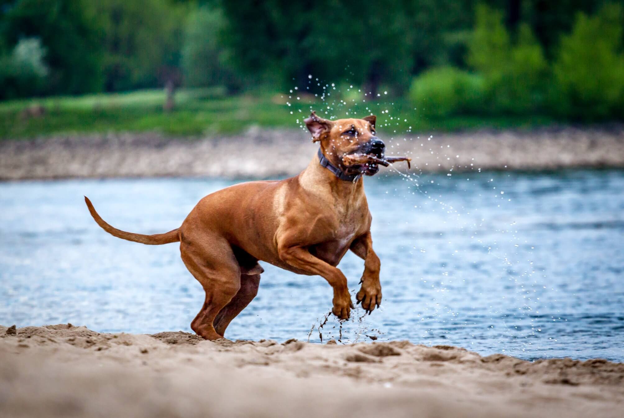 adult ridgeback