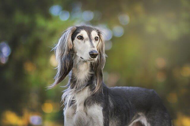 adult saluki