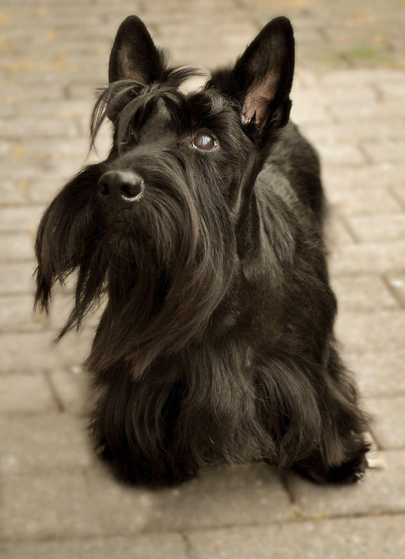 scottish terrier