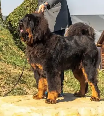 Tibetan Mastiff Dog Breed Information