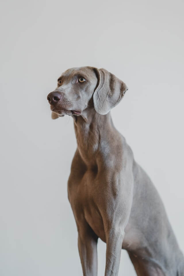 weimaraner grey dogs