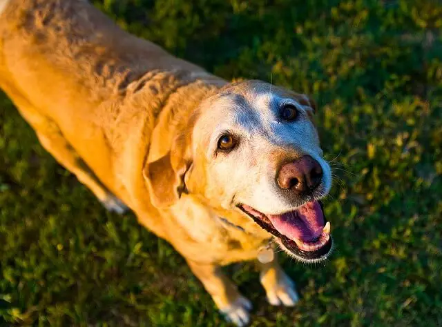 adult yellow lab