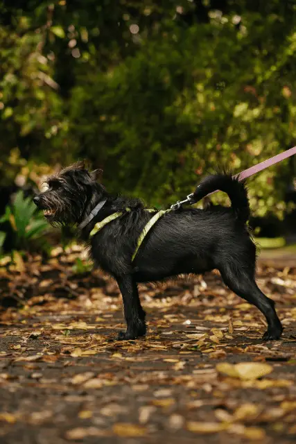 Affenpinscher