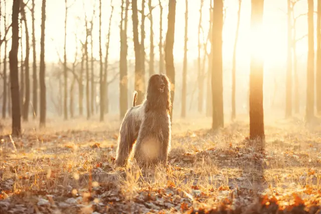 Afghan Hound