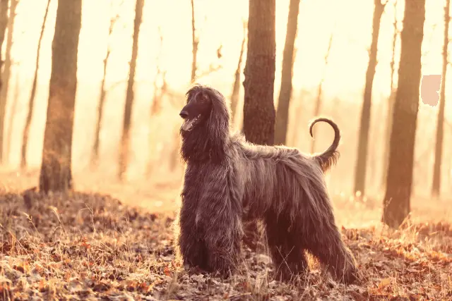 Afghan Hound