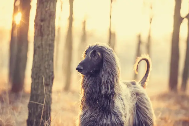 Afghan Hound