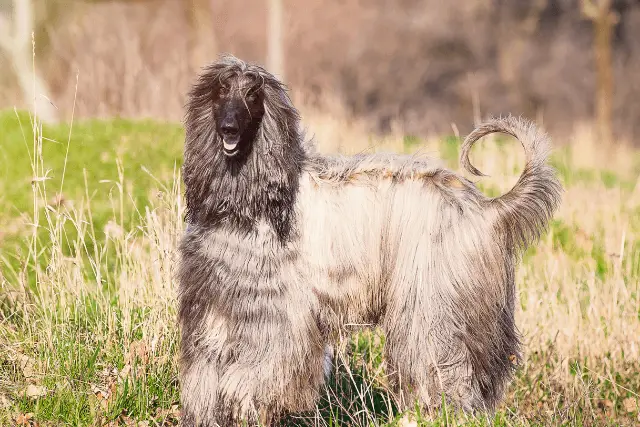 Afghan Hound