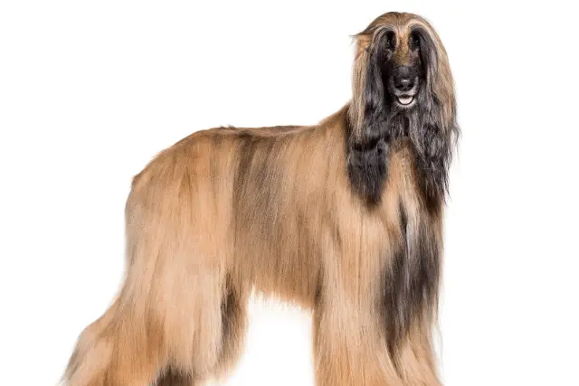 Afghan Hound