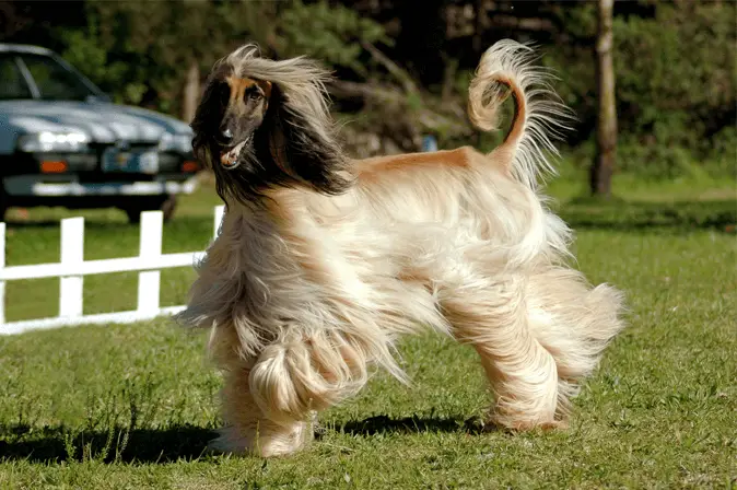 afghan hound