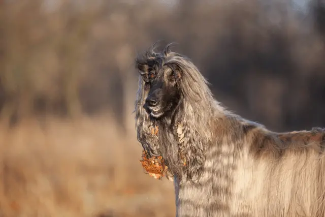 Afghan Hound