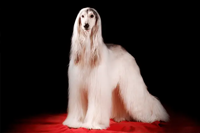 Afghan Hound